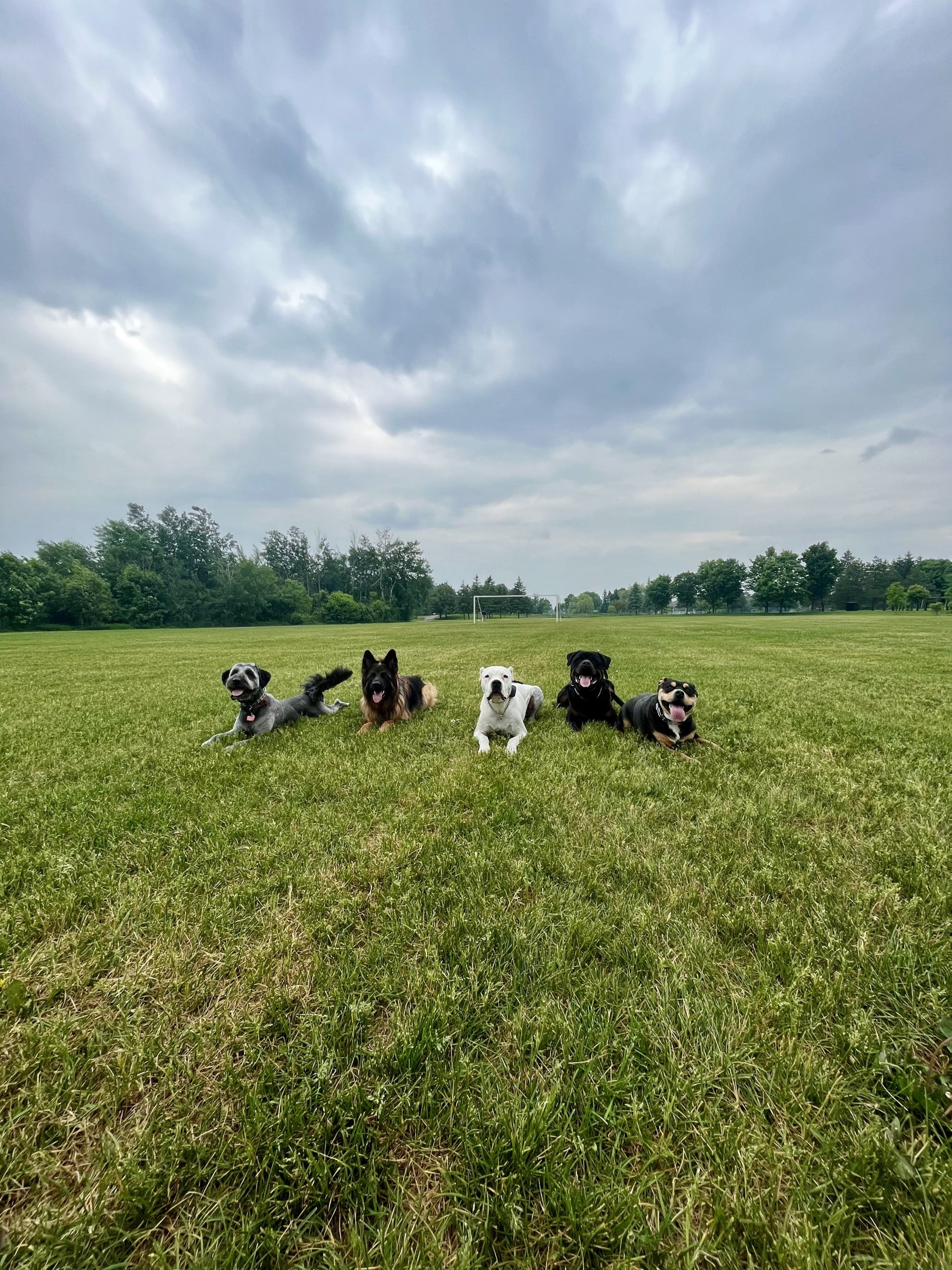 Ottawa Dog Training